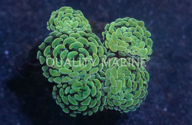 Gold Yellow Branching Hammer Coral :: 91652