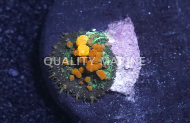 Mushroom Bounce Green w/Orange Tips :: 62777