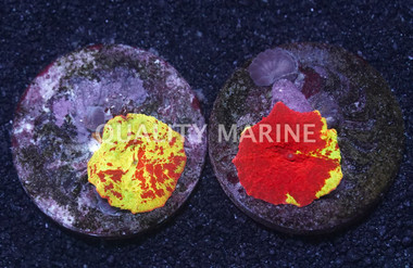 Mushroom Jawbreaker :: 75529