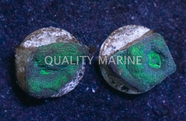 Brain Flat Australomussa Green :: 30990