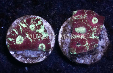 Brain Star Goniastrea Red/Green Splatter :: 31308