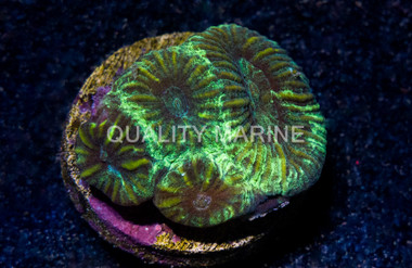 Brain Ultra-Color :: 41494