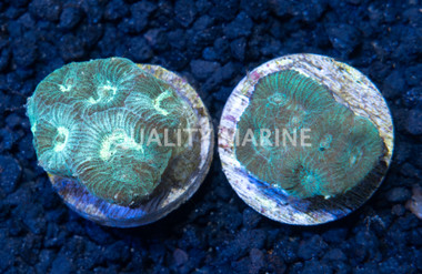 Brain Ultra-Color :: 41494