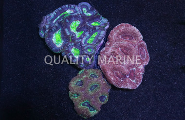 Ultra Color Bowerbanki Coral :: 52336