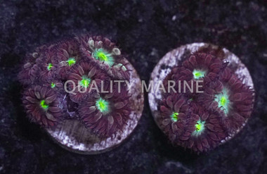 Blastomussa Merleti w/ Neon Green Center :: 52708