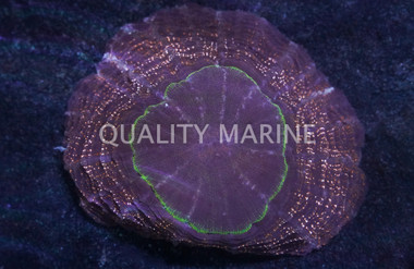 Orange Button Coral :: 79080