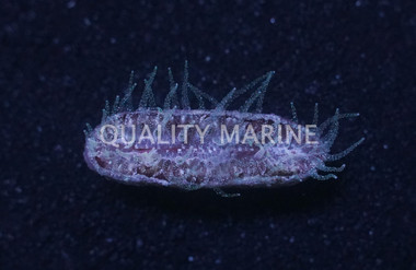 Truncatoflabellum Veroni :: 82799