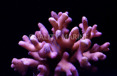 Cat's Paw, Red/Pink :: 96831