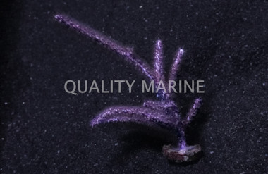 Frilly Gorgonian :: 51040