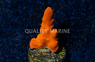 Montipora Orange Setosa :: 93625
