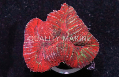 Brain Open Red & Purple :: 10994