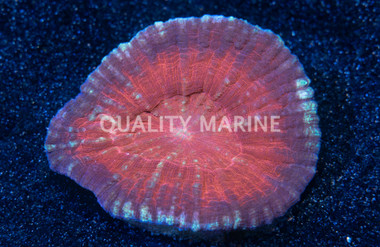 Vitiensis, Red "Australomussa" :: 26703