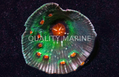 Robokaki Green w/ Colored Eyes :: 30901