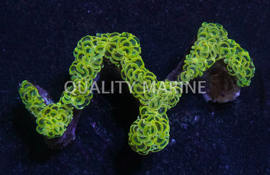 Orange Tip Gold Wall Hammer Coral :: 48302