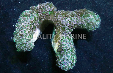 Purple Tip Green Wall Hammer Coral :: 48845