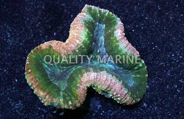 Brain Open Tricolor :: 72379