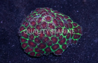 Green w/Red Eye Xmas Favia Brain Coral :: 26180