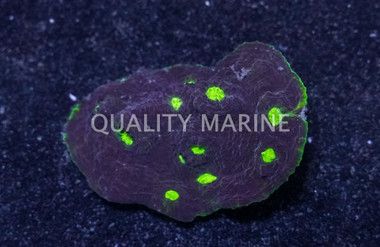 Colored Chalice Coral :: 39974