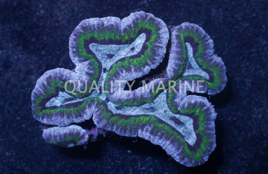 Brain Open Green :: 59908