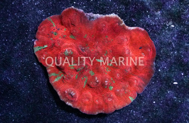 Ultra Color Chalice :: 83453