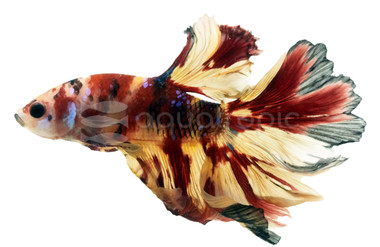 Halfmoon Multicolor, Male :: 32275