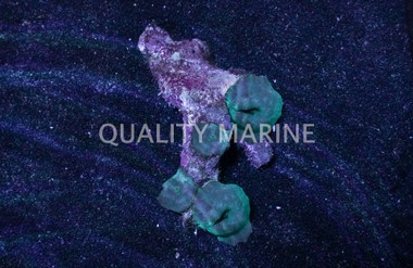 Mushroom Solomon Islands Blue :: 30108