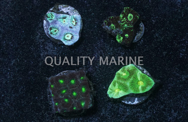 Favia Colored :: 45879