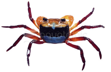 Tricolor Borneo :: 55114