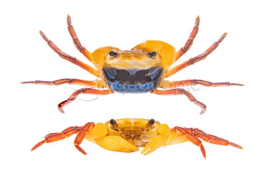 Tricolor Borneo Crab :: 55114