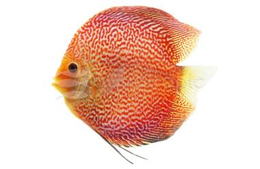Diamond Ruby Discus :: 38495