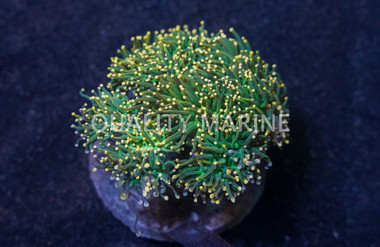 Orange tip Green Torch Coral :: 74265