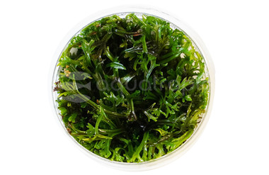 Microsorum pteropus 'Windlov' Cup AT :: 48091