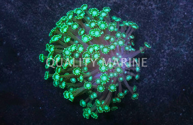 Metallic Green Alveopora Coral :: 52347