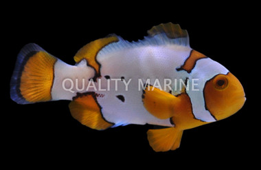Extreme Snow Onyx Percula Clownfish, Bali Aquarich :: 14217