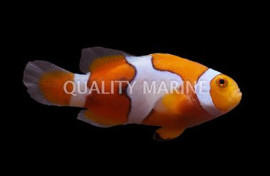 Picasso Percula Clownfish, Bali Aquarich :: 14212