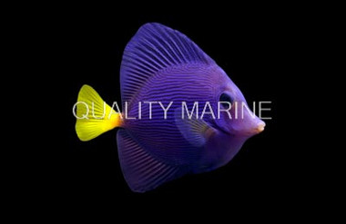 QM Labs Purple Tang :: 23916