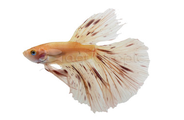 Halfmoon Vanda Betta, Male :: 51610