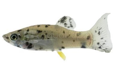 Orange Marble Lyretail Molly :: 47037