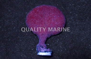 Orange Elephant Ear Sponge :: 58013