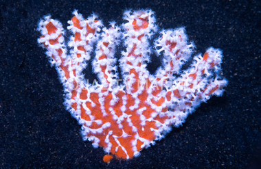 Orange Spider Sponge :: 58016