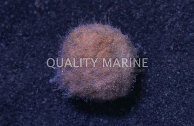 Yellow Moon Sponge :: 58006