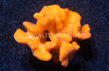 Orange Frilly Sponge :: 58004