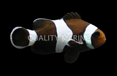 Black & White Ocellaris Clownfsh, Bali Aquarich :: 14226