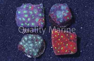 Brain War Coral :: 75398