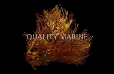 Red Gracilaria Algae (1/4lb) :: 60036