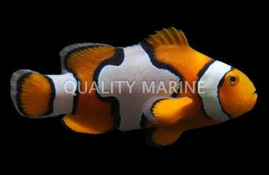 Snowflake Ocellaris Clownfish, S3, Bali Aquarich :: 14200