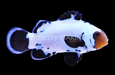 Black Ice Ocellaris Clownfish, Grade A, Bali Aquarich :: 14227