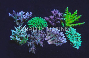 Acropora, Aussie Colored :: 90372
