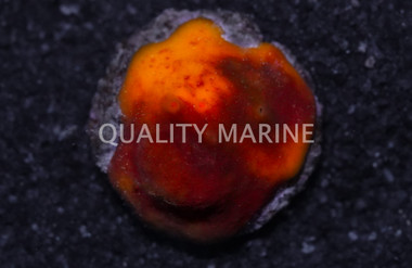 Yellow / Red / Orange Sponge, Nano :: 58022