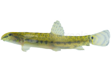 Sri Lanka River Loach :: 93809